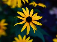 Daisy, WI field : Flowers